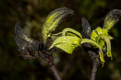 Macropidia fuliginosa