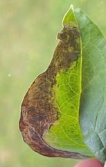 Liriomyza orilliensis