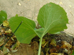 Petasites spurius