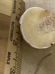 Leccinellum albellum