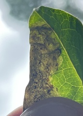 Liriomyza orilliensis