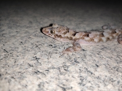 Hemidactylus mabouia