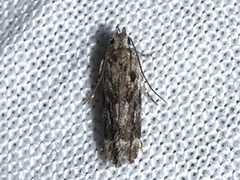 Anacampsis