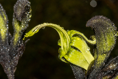 Macropidia fuliginosa