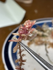 Sphagnum magellanicum