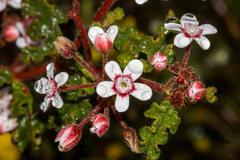 Androcalva pulchella