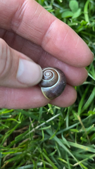 Cepaea nemoralis