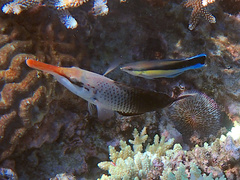 Labroides dimidiatus