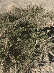 Adenocarpus viscosus image