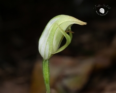 Pterostylis hildae