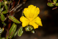 Hibbertia hypericoides
