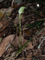 Pterostylis hildae