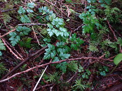 Coptis aspleniifolia