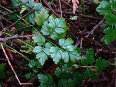 Coptis aspleniifolia
