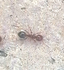 Solenopsis invicta