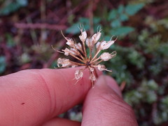 Coptis aspleniifolia