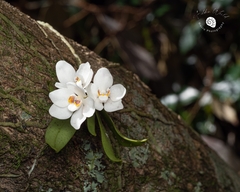 Sarcochilus falcatus