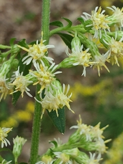 Solidago bicolor