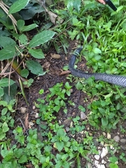 Drymarchon melanurus