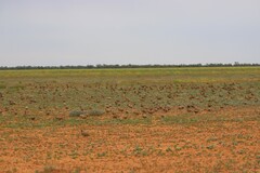 Phaps histrionica