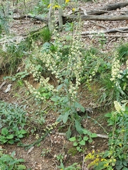 Solidago bicolor