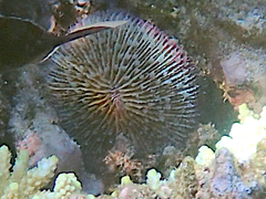 Fungia fungites