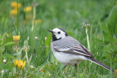Motacilla alba