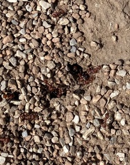 Pogonomyrmex barbatus