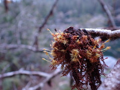 Ulota obtusiuscula