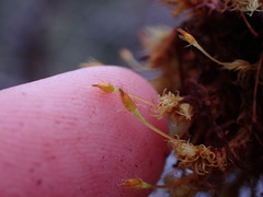 Ulota obtusiuscula
