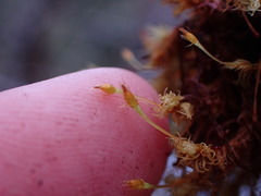 Ulota obtusiuscula