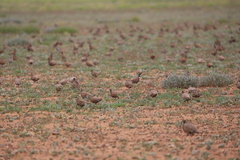 Phaps histrionica