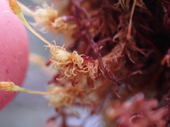 Ulota obtusiuscula