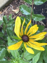 Rudbeckia fulgida