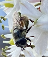 Eristalinae