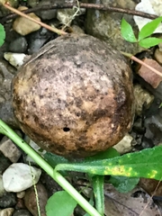 Amphibolips confluenta