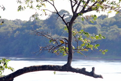 Megarynchus pitangua