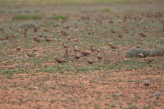 Phaps histrionica