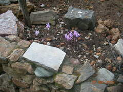 Cyclamen graecum graecum