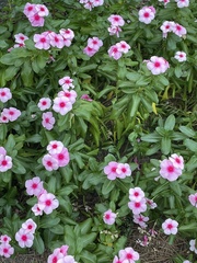 Catharanthus
