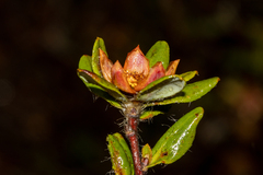 Hibbertia mylnei