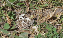 Chazara heydenreichi