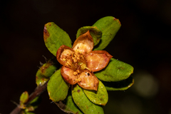 Hibbertia mylnei