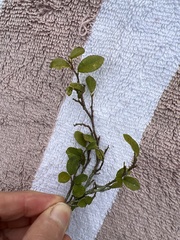 Streblus heterophyllus