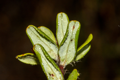 Hibbertia mylnei