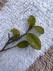 Streblus heterophyllus