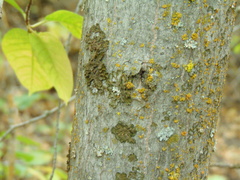 Melanelixia subaurifera