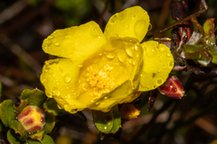 Hibbertia mylnei