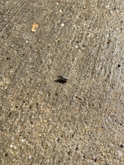 Sphenophorus parvulus