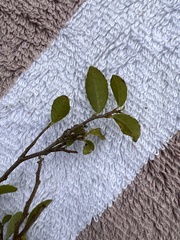 Streblus heterophyllus